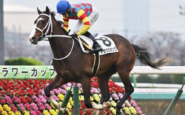 【函館SS予想オッズ】アサカラキングが予想1番人気