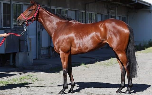 爆発力は牡馬相手でも見劣りせず エプソムCで重賞初制覇へ「良馬場ならこの馬」