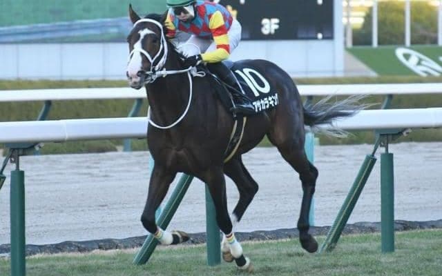 【函館SS出走馬・騎手確定】アサカラキング＆斎藤新騎手、ビッグシーザー＆坂井瑠星騎手など16頭