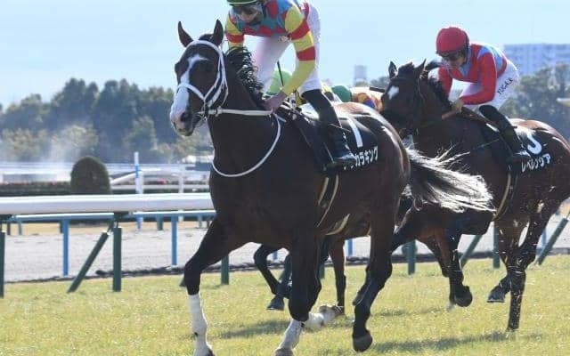 【函館SS前日オッズ】アサカラキングが1.9倍で1番人気