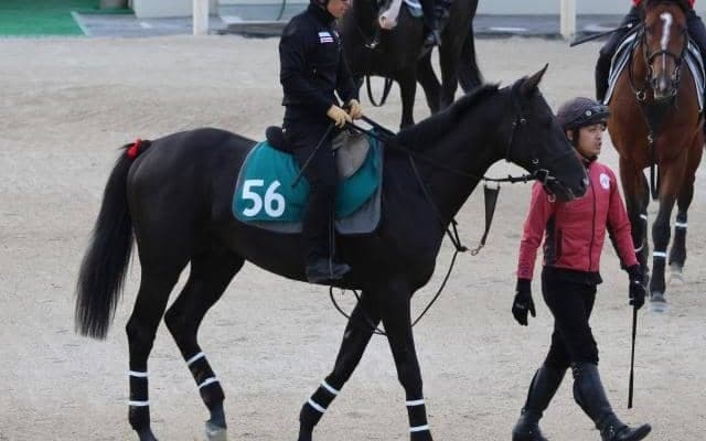 12年2歳女王ローブティサージュの仔 ラトラースが日曜京都で初陣/関西馬メイクデビュー情報