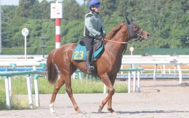 近親に重賞活躍馬が多数 ドゥカートが土曜東京で初陣/関東馬メイクデビュー情報