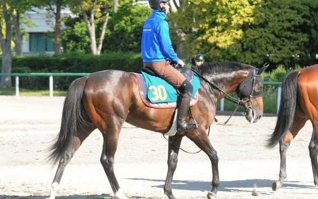 重賞3勝プリモシーンの初仔が初陣 母も管理した木村師「立派な体つき」/関東馬メイクデビュー情報