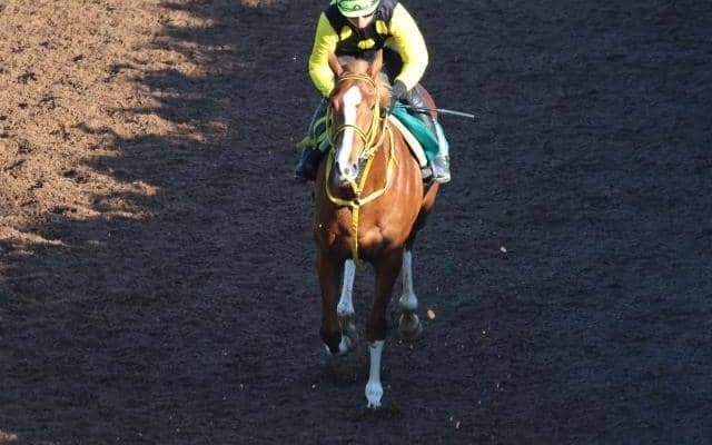 重賞4勝を挙げたワンカラットの孫 初陣へダイナミックなフットワーク/関西馬メイクデビュー情報