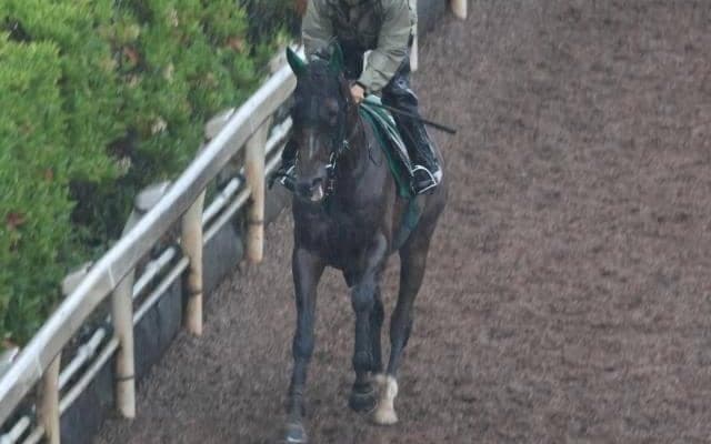 サヴォーナなど、先週の入厩情報/栗東トレセンニュース