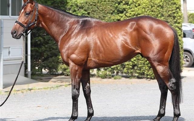 宝塚記念で“不動の本命” グランプリ連勝へ「1番人気であろうと逆らう気は起きません」