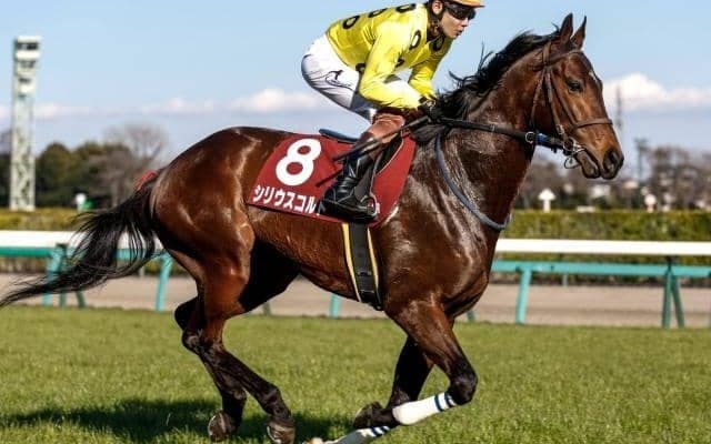 【ラジオNIKKEI賞想定】シリウスコルトやミナデオロなど12頭