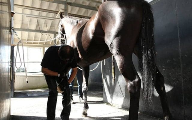 【装蹄師・西内荘コラム】ディープボンド…雨馬場でも本領発揮といきたいところ