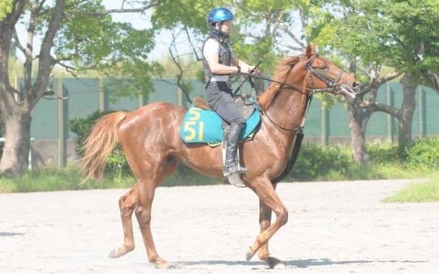 相沢郁厩舎にゆかりの血統 師も期待よせるマイネルアレス/関東馬メイクデビュー情報