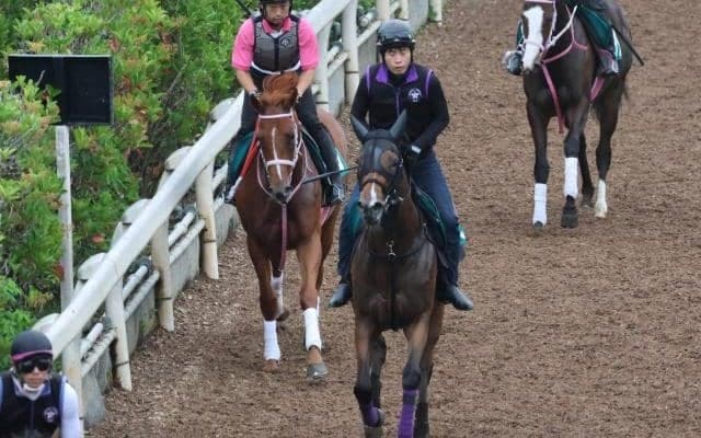 ラヴァブルなど、先週の入厩情報/栗東トレセンニュース