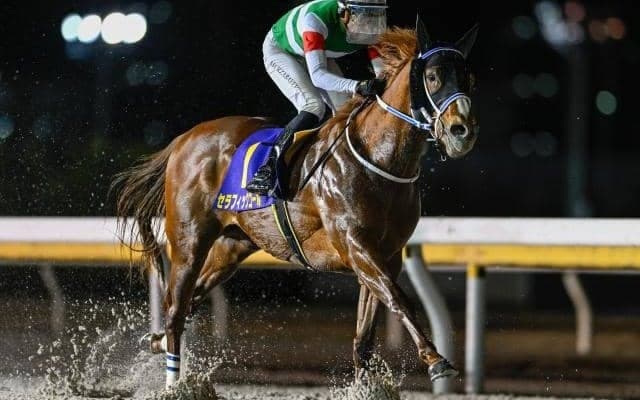 【帝王賞予想】虎石晃記者が語る“出資馬よりも”本命にしたい一頭とは？