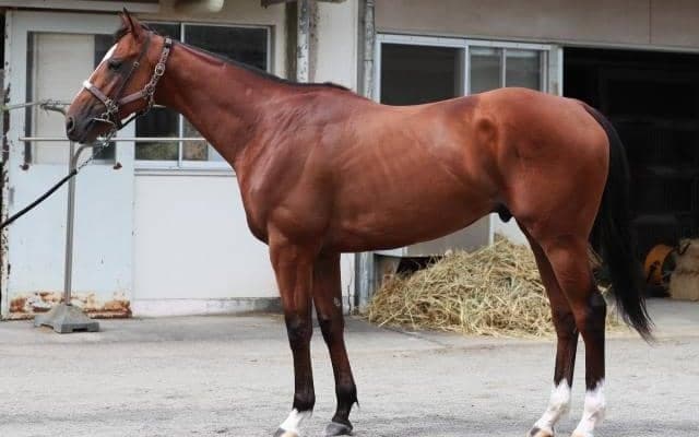 福島適性◎、道悪も問題ナシ ラジオNIKKEI賞で期待を寄せた「メンバー中で将来性No.1」の馬とは