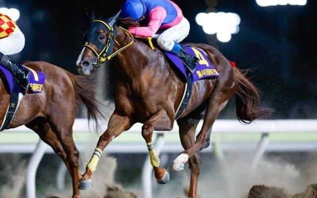 【帝王賞】快挙がかかるメイショウハリオ 同一JpnIで3連覇なら史上6頭目 