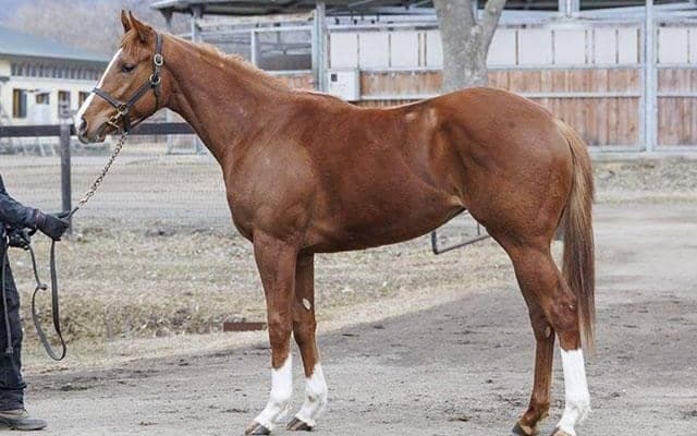 【JRA新馬戦】グランプリエンゼルの仔モズナナスターなどがデビュー