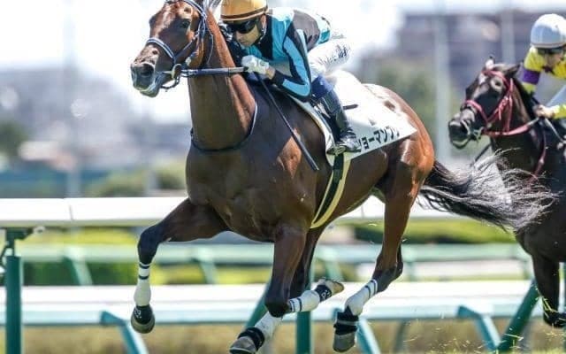 【ラジオNIKKEI賞・馬体重】ショーマンフリートは486kg(-6)、シリウスコルトは478kg(+6)