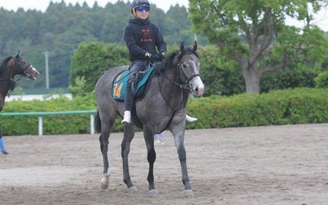 キセキやダイワエルシエーロなど一族にGI馬も 初陣控えるショウナンバシリス/関東馬メイクデビュー情報
