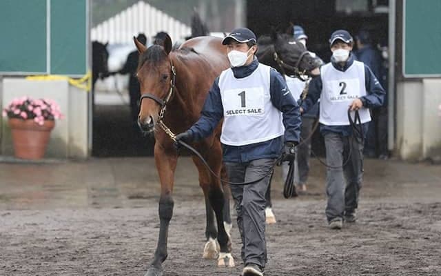 リザーブ価格7000万円が2頭！ セレクトセール初日で億超えが期待される1歳馬は？ 