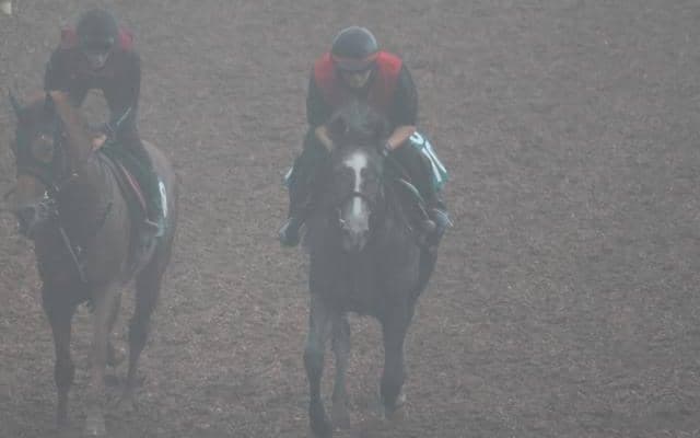 クァンタムミスの2022(クァンタムウェーブ)など、先週の入厩情報/栗東トレセンニュース