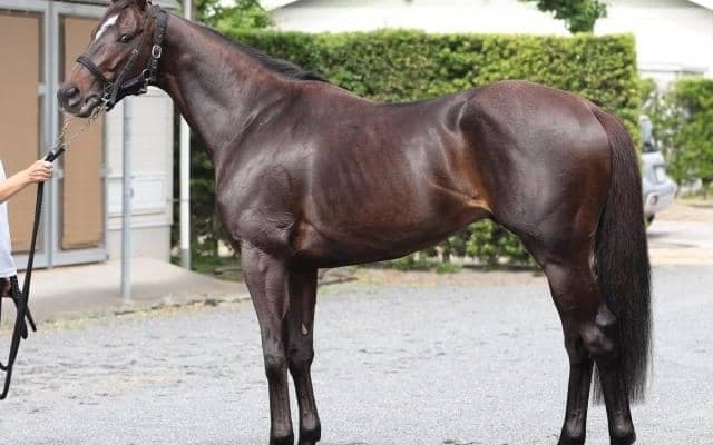 「一気にスターダムへ駆け上がることができそう」七夕賞で飛躍狙う最強5歳世代の新星とは