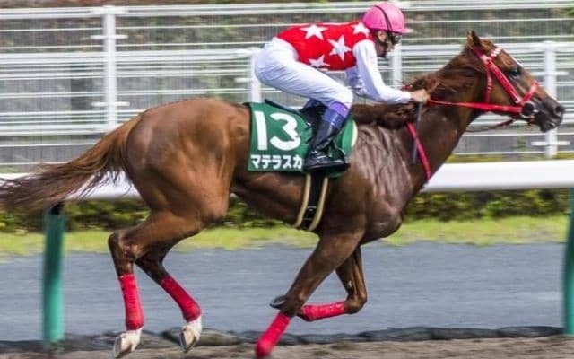 急逝が惜しまれるマテラスカイ レコードで重賞初制覇を決めたプロキオンS