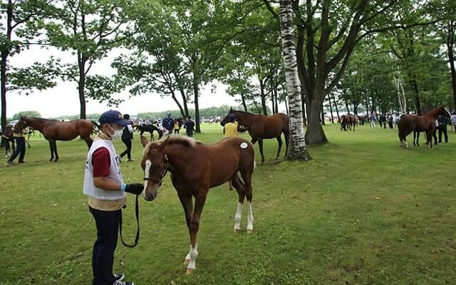 良血コントレイル産駒がリザーブ価格7000万円 セレクトセール2日目で億超えが期待される当歳馬は？