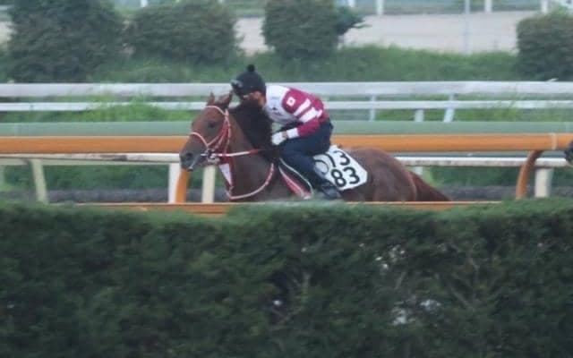 テンカハル、マーキュリーC追い切り速報/栗東トレセンニュース