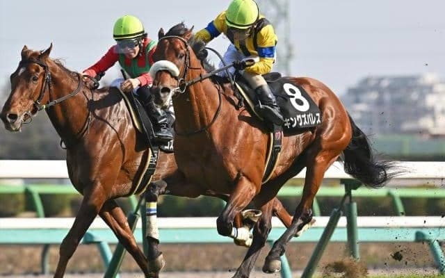 【七夕賞枠順確定】キングズパレスは6枠11番、レッドラディエンスは3枠4番