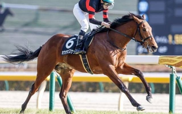 【函館記念見どころ】充実一途のホウオウビスケッツに期待