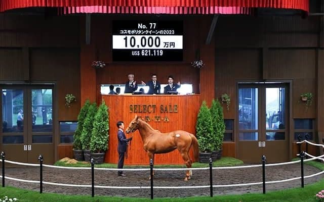 【セレクトセール2024】コスモポリタンクイーンの2023は1億円 (同)DMM.comが落札