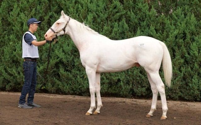 【セレクトセール2024】白毛馬マーブルケーキの2023が1億9000万円…藤田晋氏が落札