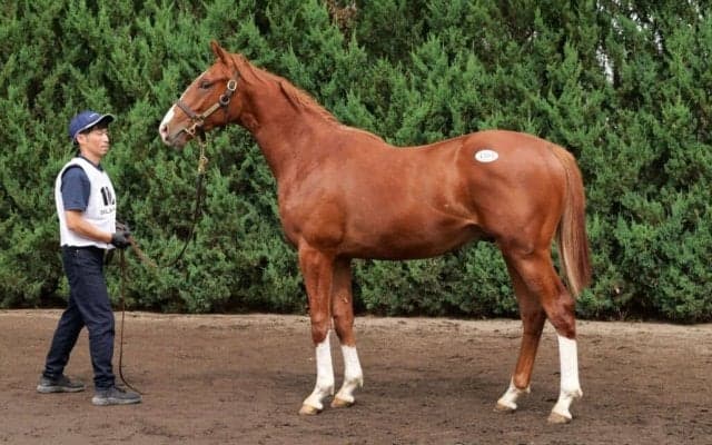 【セレクトセール2024】ホームカミングクイーンの2023が1億6000万円…藤田晋氏が落札