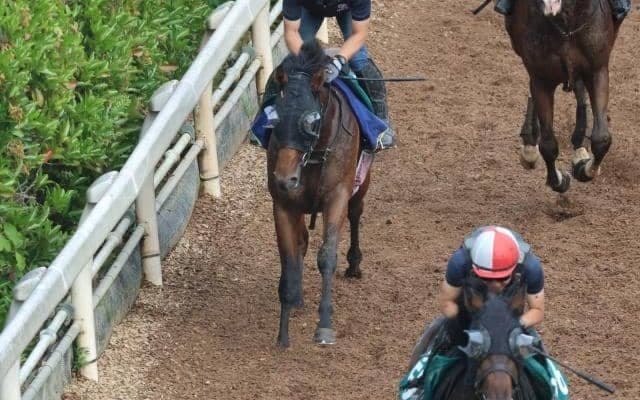 ディアナザールなど、先週の入厩情報/栗東トレセンニュース