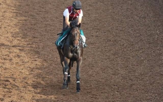 マイクインダムなど、先週のゲート試験/栗東トレセンニュース