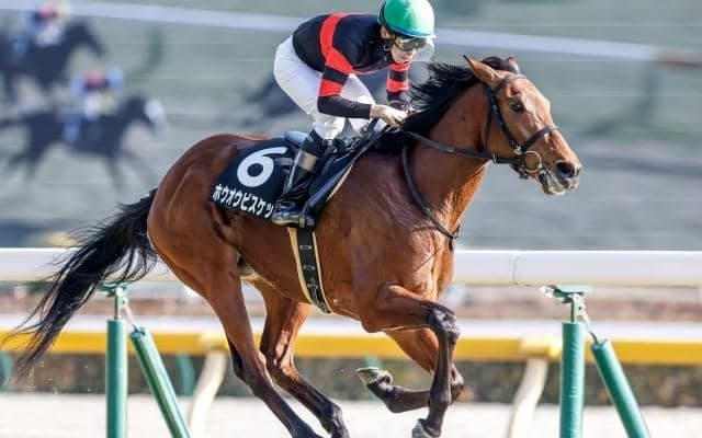 【函館記念予想オッズ】ホウオウビスケッツが予想1番人気