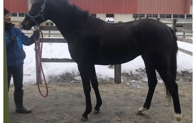 トウカイテイオーの「2×3」 初白星の夢に向かってテイオーノユメが初陣