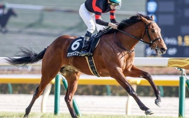 【函館記念出走馬・騎手確定】ホウオウビスケッツ＆岩田康誠騎手、デビットバローズ＆武豊騎手など16頭