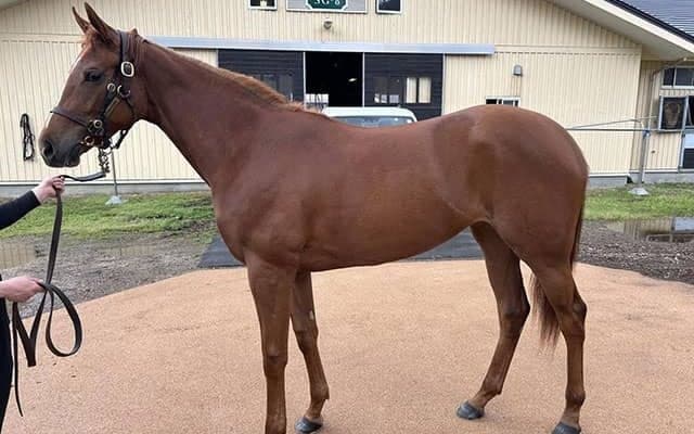 【JRA新馬戦】GI馬ダノンザキッドの全妹ラヴァブルなどがデビュー