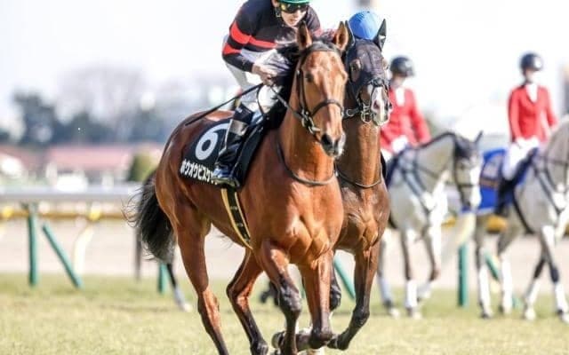 【函館記念枠順確定】ホウオウビスケッツは6枠12番、サヴォーナは1枠1番