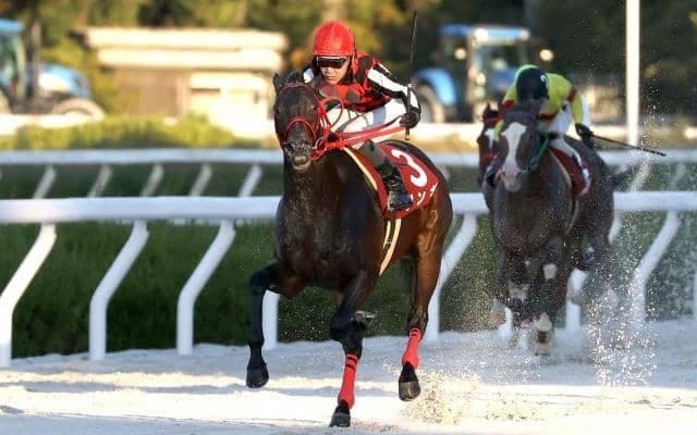 ジンギの引退式を25日に実施 兵庫生え抜きで獲得賞金2億円超