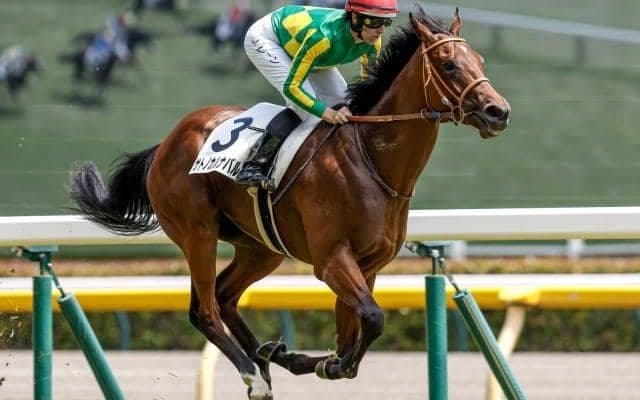 【今日の注目ポイント】函館でJRA2歳重賞第一弾・函館2歳S