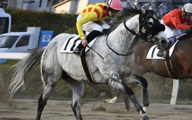 【船橋・習志野きらっとスプリント枠順】昨年のJBCスプリント3着馬リュウノユキナは4枠5番