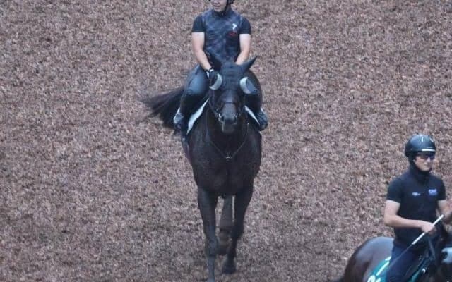 ドンフランキーなど、先週の入厩情報/栗東トレセンニュース