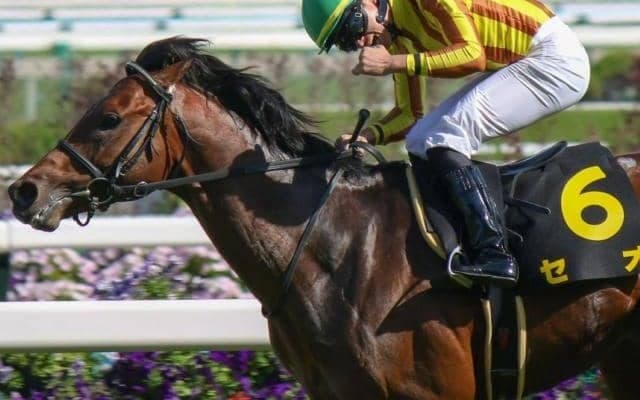 連勝で中京記念に挑む“堅実派” 14年天皇賞(春)覇者で父のスピルバーグに初タイトルを届けるか