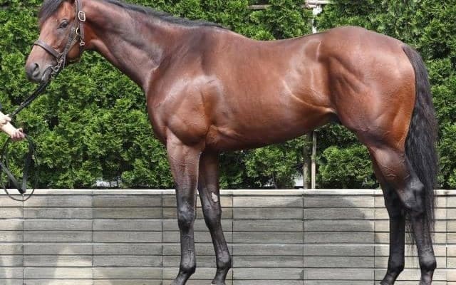 昨夏から30kg近く馬体成長 “ベストマッチ”な小倉1800mの中京記念で初タイトルへ