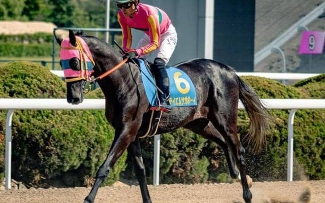 父は重賞2勝のテイエムジンソク オーナー自家生産の九州産馬がひまわり賞でJRAに挑戦