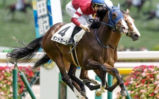 新潟競馬が開幕 クイーンSなど3重賞/今週の競馬界の見どころ