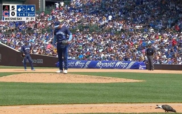 あっち行けよ！ 投手が思わずイライラ… あれは、何だ…！？ グラウンドに突然乱入→堂々と徘徊する“侵入者”が話題に 「ビビってないw」「直撃しなくてよかった」