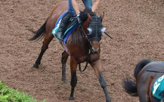 叔母はG1・7勝のジェンティルドンナ  ディアナザールが新潟で初陣/関西馬メイクデビュー情報