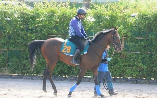 近親にサトノフラッグ＆サトノレイナス 良血馬カラマティアノスは順調に調整中/関東馬メイクデビュー情報