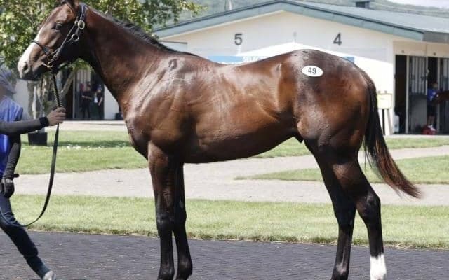 新ひだか町でセレクションセールが開幕…24日まで3日間 最高価格は1億円でスターズアラインドの2023